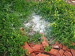 Leider halten die Handwerker nichts von Sauberkeit und schütten ihre Reste einfach in den Garten :-(