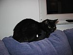 Selbst unser scheuer Blacky kommt jetzt öfter mal hervor
