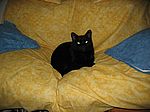 Endlich mal ein Liegeplatz, an dem sich schwarze Katzen auch fotografieren lassen...