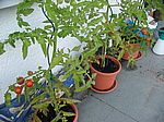 Die Tomaten sind errötet - und schmecken klasse!