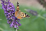 Welcher Schmetterling mag das wohl sein?