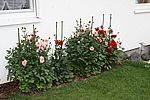 Die Dahlien scheinen ihren Standort zu mögen...