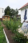 Die Hecke hat sich prächtig entwickelt, lediglich zwei Pflanzen sind nicht angegangen und müssen im Herbst ersetzt werden