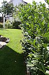 Die Hecke der Nachbarn wuchert und wuchert... :-(